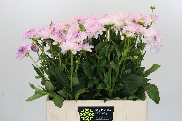 <h4>Dahlia Eveline</h4>
