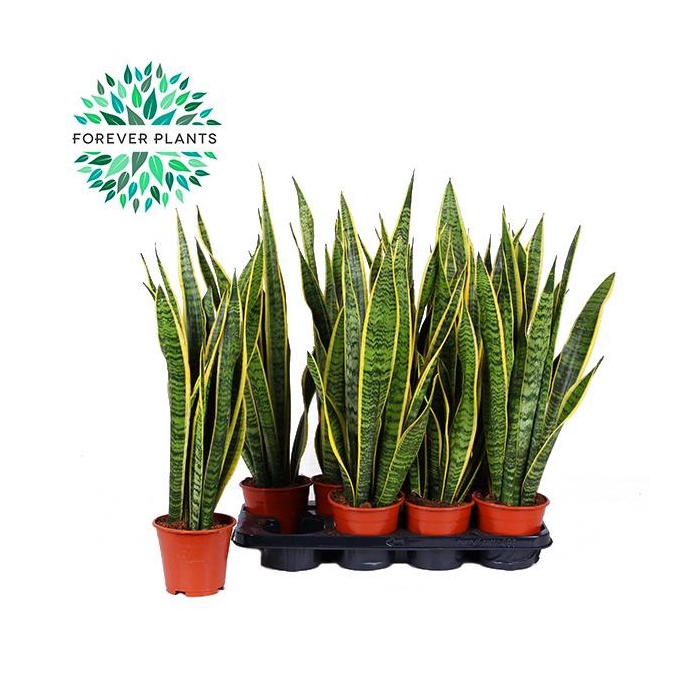 <h4>SANSEV LAURENTII</h4>