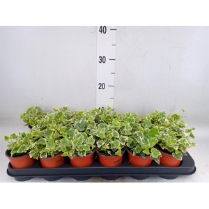 Hedera helix 'White Wonder'