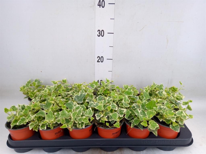 <h4>Hedera helix 'White Wonder'</h4>