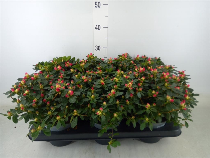 <h4>Rhododendron sim. 'Friedh Scherrer'</h4>