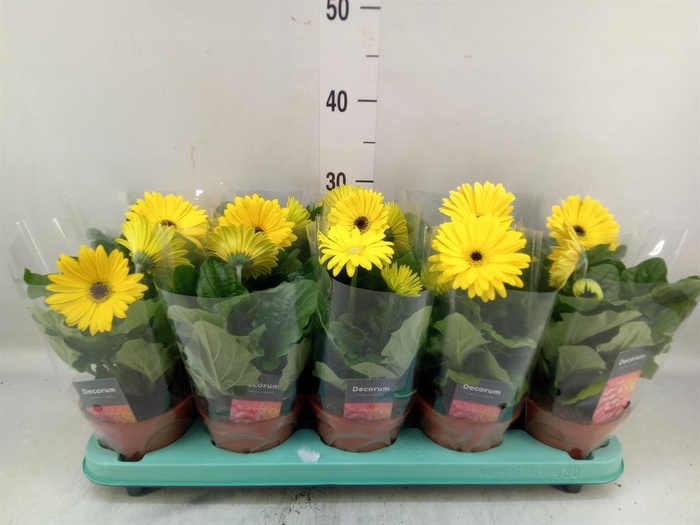 <h4>Gerbera  'Flori Line Geel'</h4>