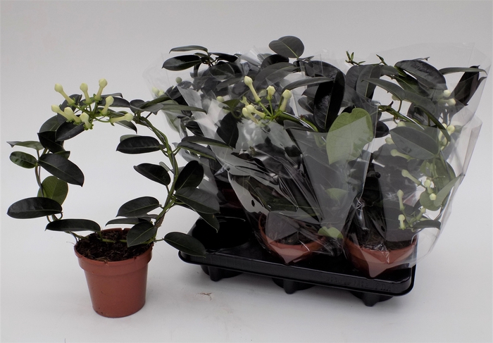 <h4>STEPH FL OV</h4>