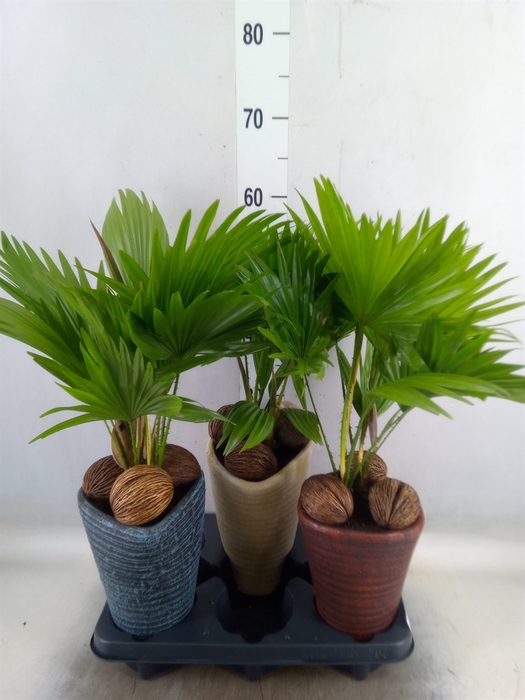 <h4>Livistona rotundifolia</h4>