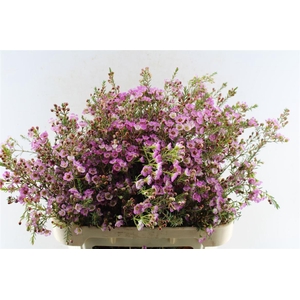 Chamelaucium Adi Pink