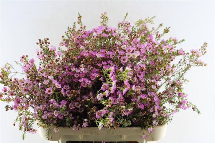 <h4>Chamelaucium Adi Pink</h4>