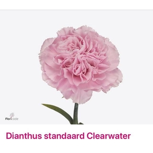 Dianthus st clearwater