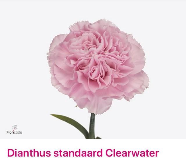 <h4>Dianthus st clearwater</h4>