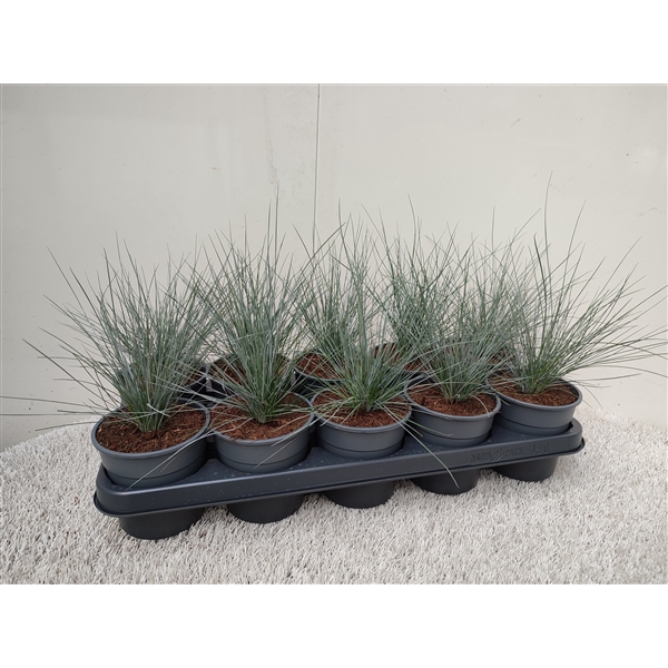 <h4>Festuca Glaucanta</h4>