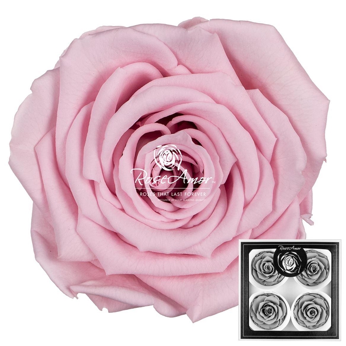 <h4>Bellisima Pin04</h4>