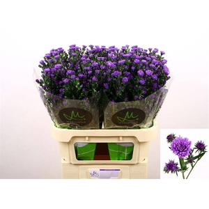 Aster astee milka dark