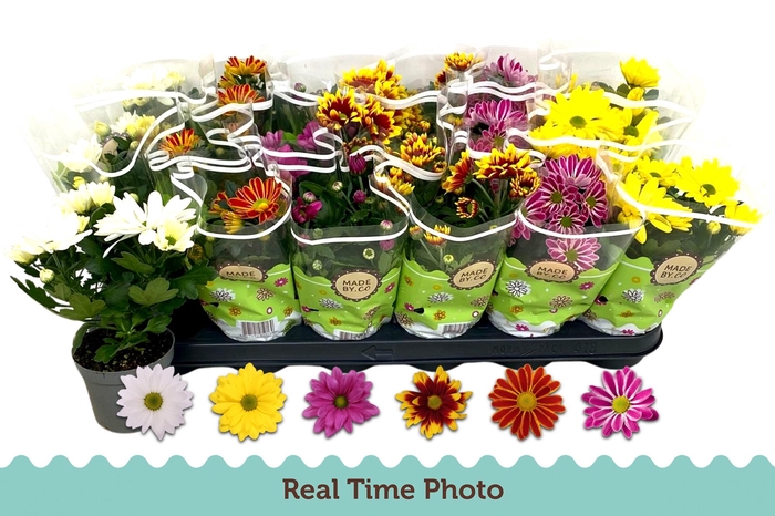 <h4>CHRYS GEM 6 KL</h4>