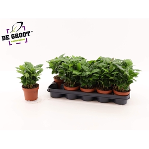 COFFEA ARABICA