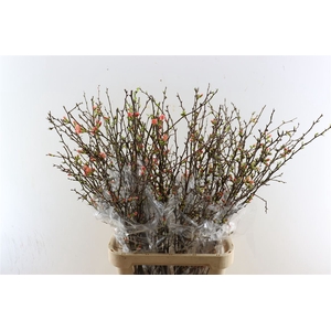 Chaenomeles Superba 110cm