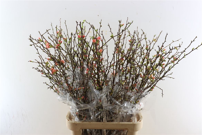 <h4>Chaenomeles Superba 110cm</h4>