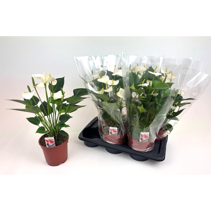 <h4>ANTHU SNOW LOVE</h4>