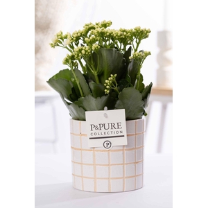Kalanchoe white in P&PURE Tirza ceramics