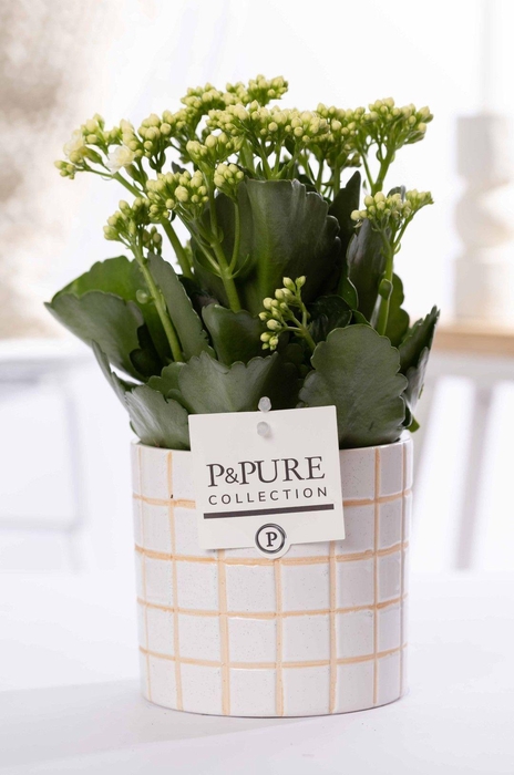 <h4>Kalanchoe white in P&PURE Tirza ceramics</h4>