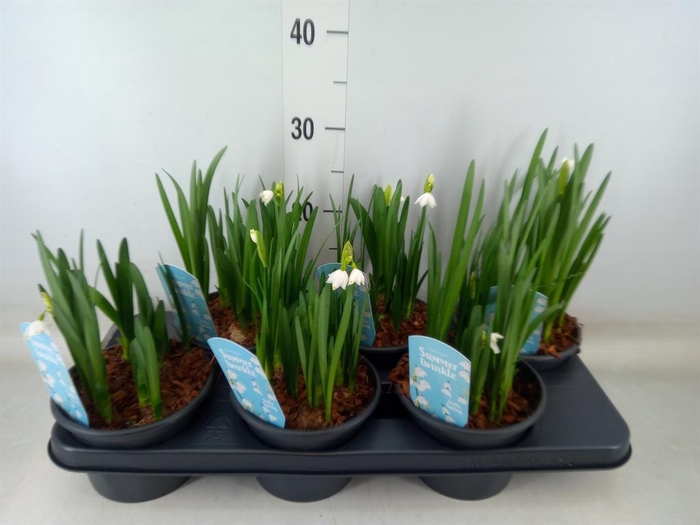 <h4>Leucojum aestivum</h4>