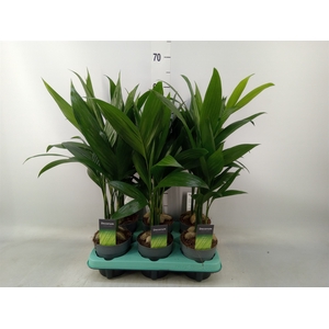Areca catechu