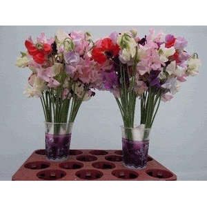 Lathyrus od mix rainbow