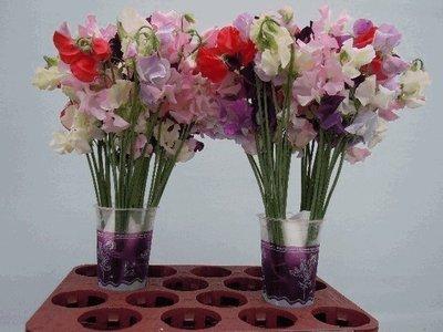 <h4>Lathyrus od mix rainbow</h4>