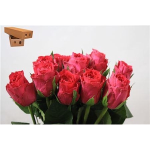 R Gr Madam Cerise