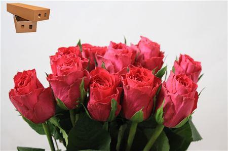 <h4>R Gr Madam Cerise</h4>