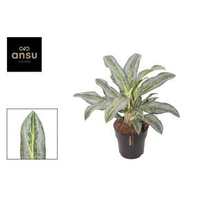 Aglaonema Emerald Stone