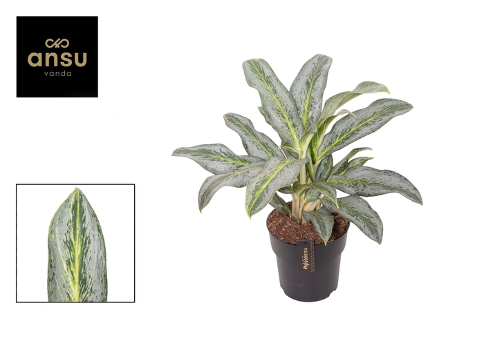 <h4>Aglaonema Emerald Stone</h4>