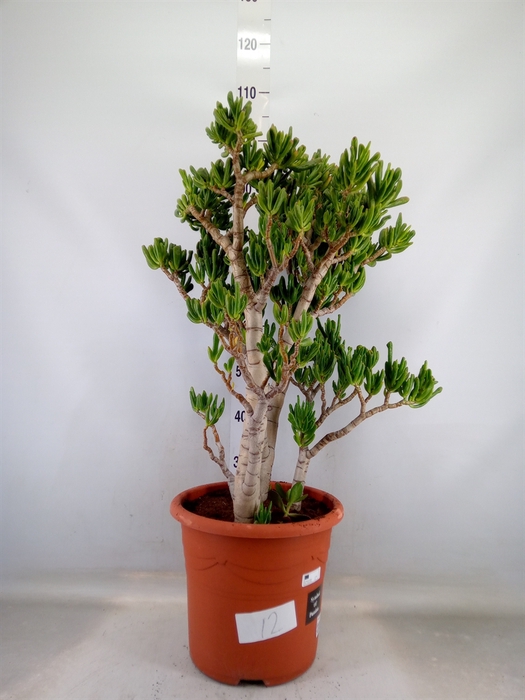 <h4>Crassula ovata 'Hobbit'</h4>