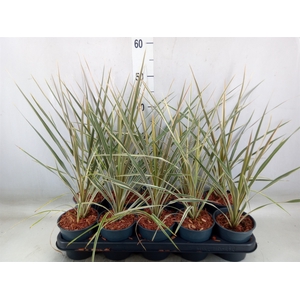 Cordyline austr. 'Variegata'