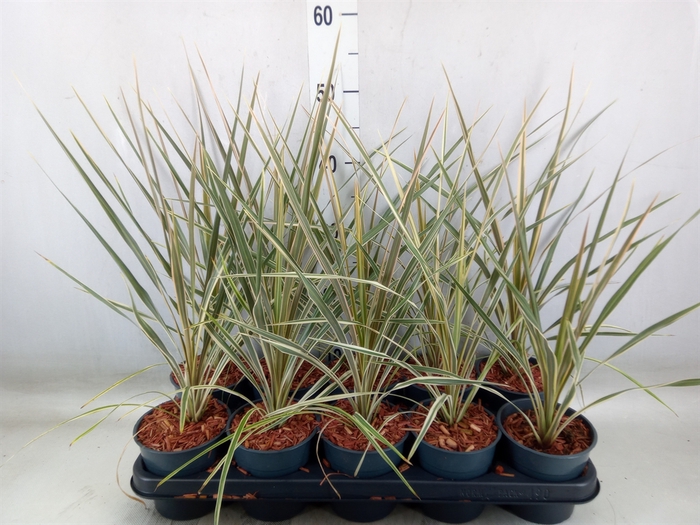 <h4>Cordyline austr. 'Variegata'</h4>