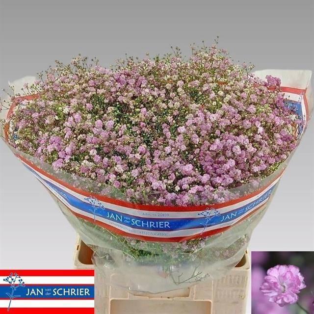 <h4>Gyps Pa My Pink</h4>