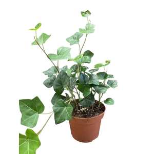 Hedera hibernica