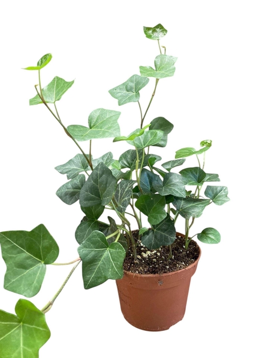 <h4>Hedera hibernica</h4>