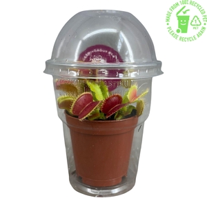 Dionaea Muscipula in beker