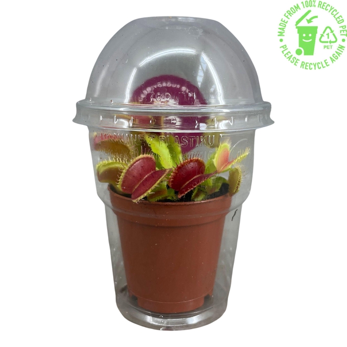 <h4>Dionaea Muscipula in beker</h4>