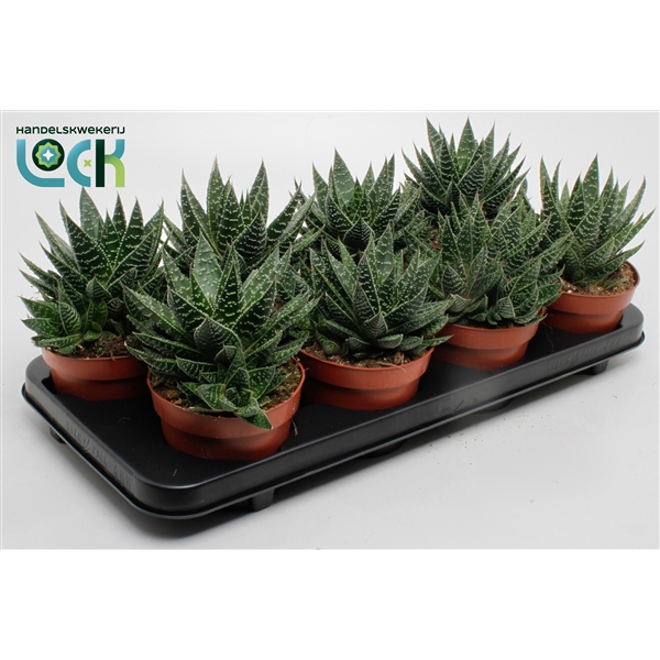 <h4>Gasteria Apollo</h4>