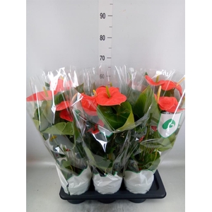 Anthurium andr. 'Nebraska'