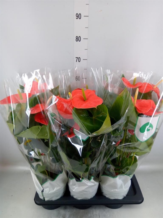 <h4>Anthurium andr. 'Nebraska'</h4>