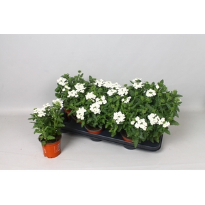 VERBE BLUES WHITE