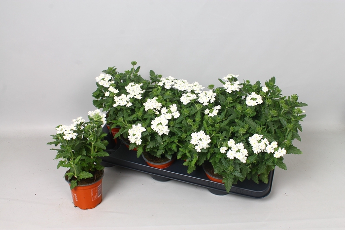 <h4>VERBE BLUES WHITE</h4>