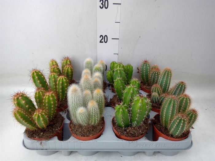 <h4>Cactus   ...mix</h4>