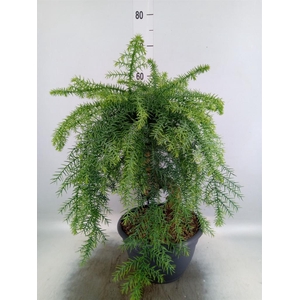 Araucaria   ...