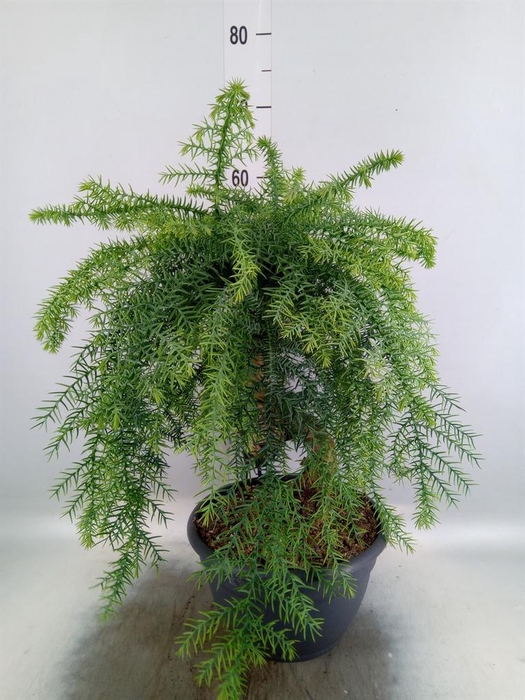 <h4>Araucaria   ...</h4>