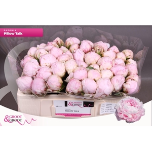 Paeonia Pillow Talk | Heavy Quality