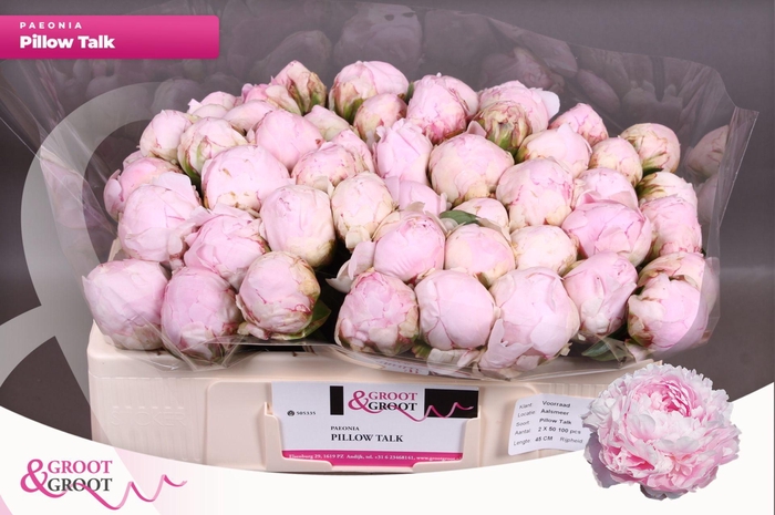 <h4>Paeonia Pillow Talk | Heavy Quality</h4>