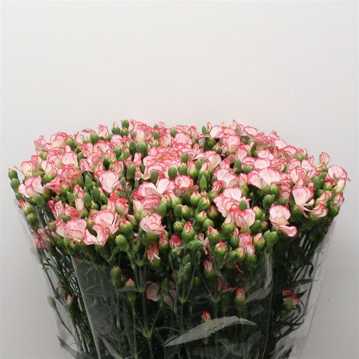 <h4>Di Tr Simply Candy Extra</h4>