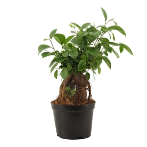 Ficus Mi Ginseng